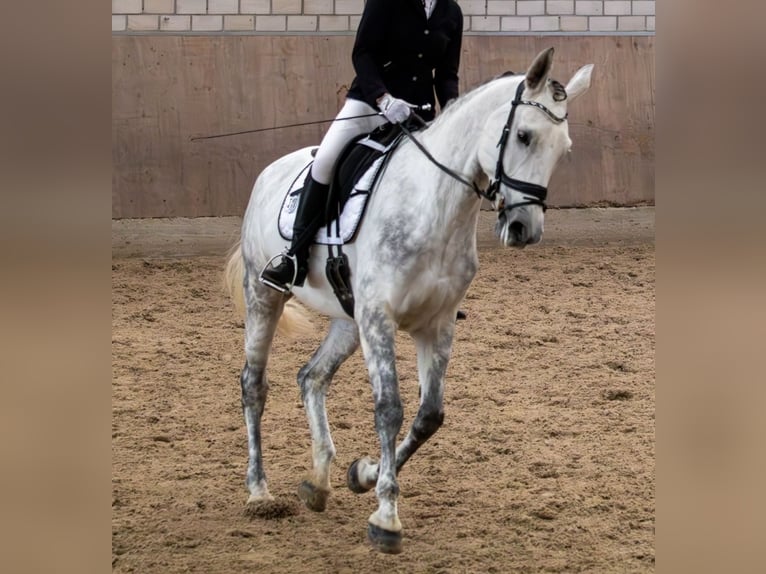 Hannoveriano Yegua 9 años 171 cm Tordo in Leverkusen