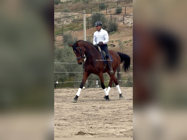 Hannoveriano Yegua 9 años 180 cm Castaño in Sevilla