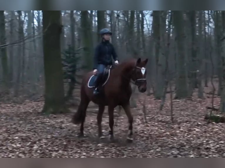 Hannoveriano Yegua 9 años Alazán in Braunschweig