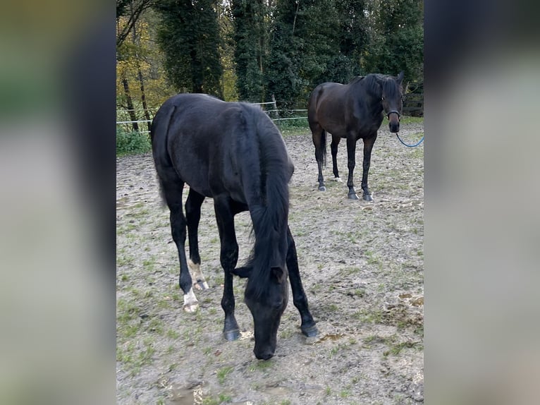 Hannoveriano Yegua 9 años Morcillo in Lahr/Schwarzwald
