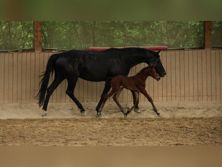 Hannoveriano Yegua  165 cm Castaño in Datteln