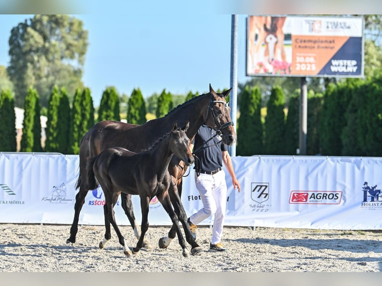 Hannoveriano Yegua Potro (04/2025) 165 cm Castaño oscuro in &#x17B;ory