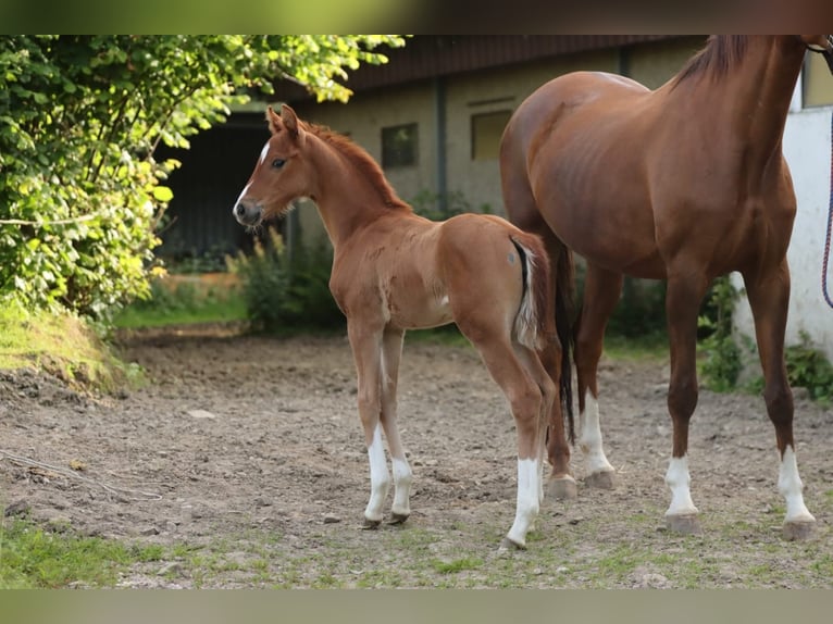 Hannoveriano Yegua Potro (05/2024) 166 cm Alazán in Nümbrecht