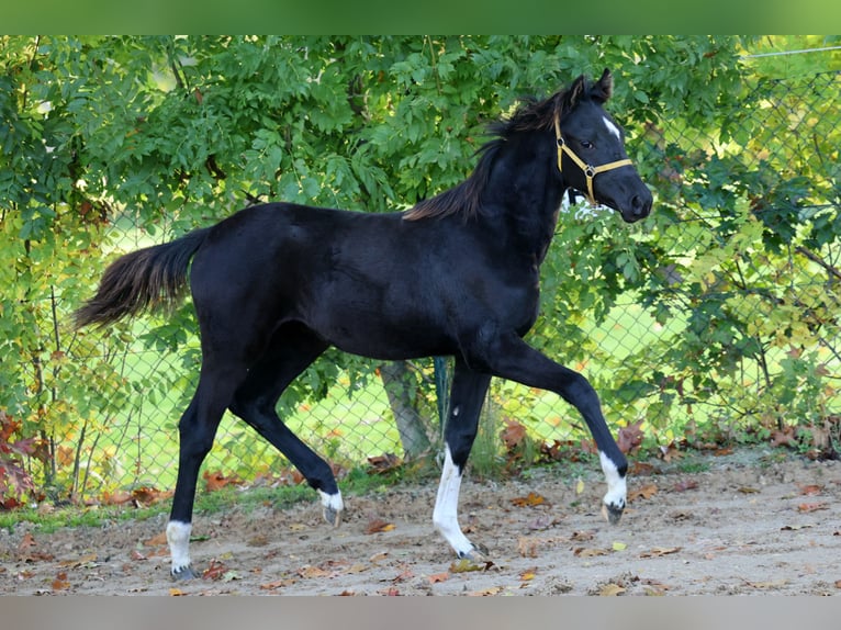 Hannoveriano Yegua Potro (04/2026) 166 cm Negro in Kutenholz