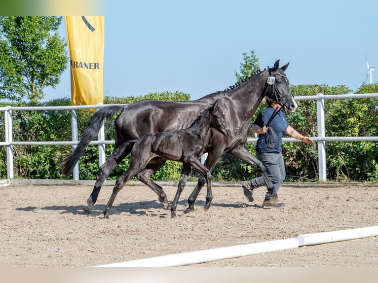 Hannoveriano Yegua Potro (05/2026) 167 cm Negro in Mansfeld