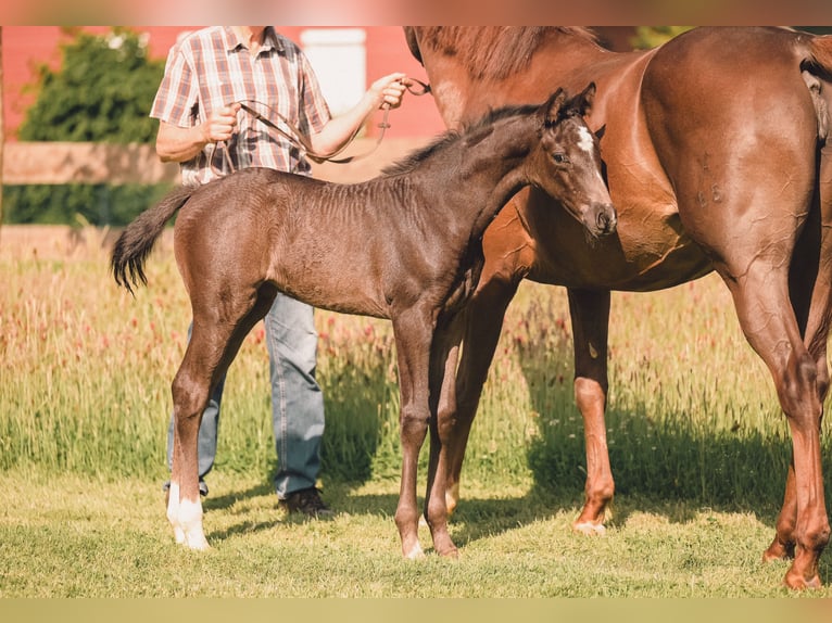 Hannoveriano Yegua  167 cm Negro in Nordholz