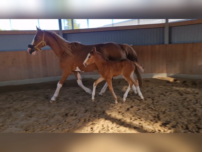 Hannoveriano Yegua  168 cm Alazán in Hamersen