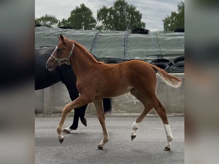 Hannoveriano Yegua Potro (03/2026) 168 cm Alazán-tostado in Kirchlinteln