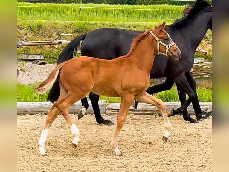 Hannoveriano Yegua Potro (03/2026) 168 cm Alazán-tostado in Kirchlinteln