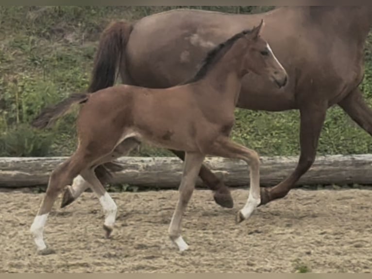 Hannoveriano Yegua 168 cm Castaño in Kirchlinteln Hannoveriano Yegua 168 cm Castaño in Kirchlinteln
