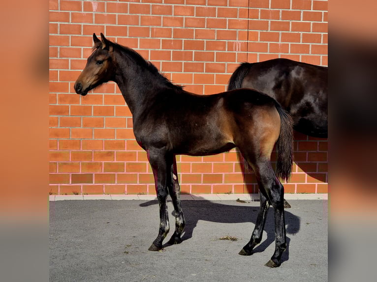 Hannoveriano Yegua Potro (05/2025) 168 cm Castaño oscuro in Ochtersum