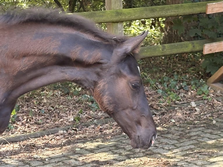 Hannoveriano Yegua Potro (04/2026) 168 cm Negro in Kirchlinteln