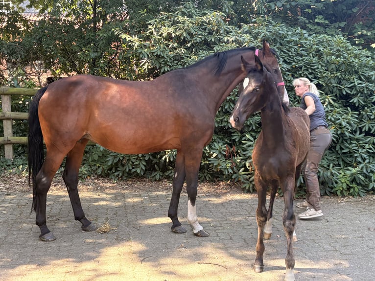 Hannoveriano Yegua Potro (04/2026) 168 cm Negro in Kirchlinteln