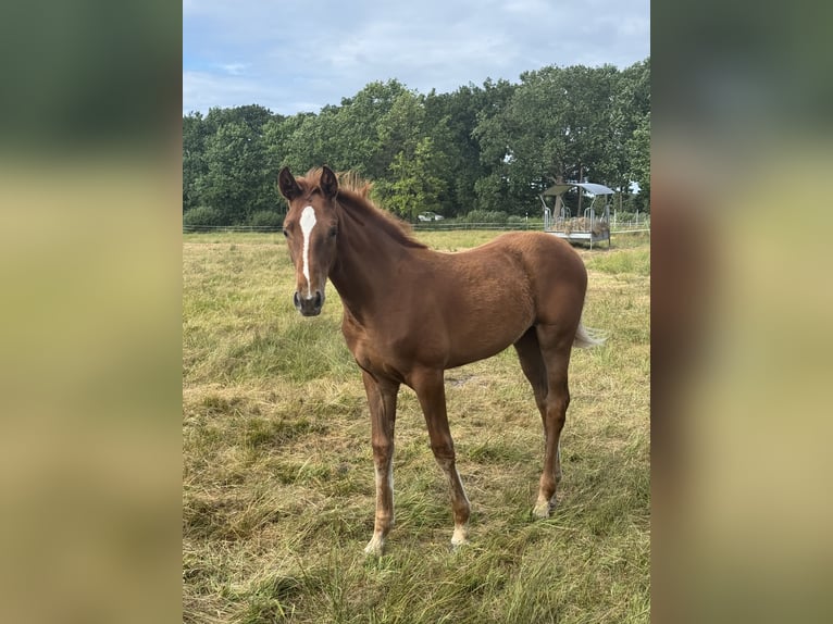 Hannoveriano Yegua  169 cm Alazán in Winsen (Aller)