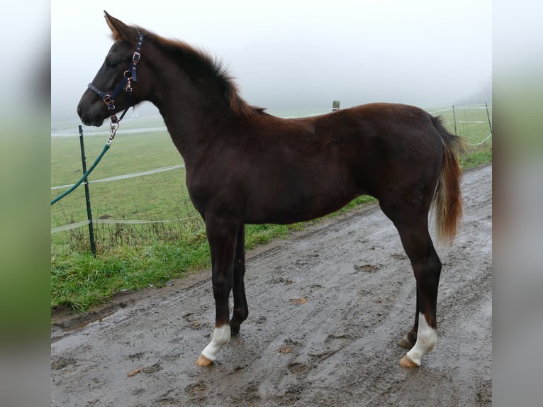 Hannoveriano Yegua Potro (06/2025) 169 cm Alazán-tostado in Greifenstein