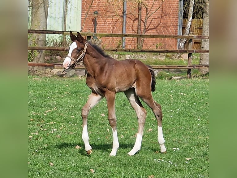 Hannoveriano Yegua Potro (04/2026) 169 cm Castaño in Reinstorf