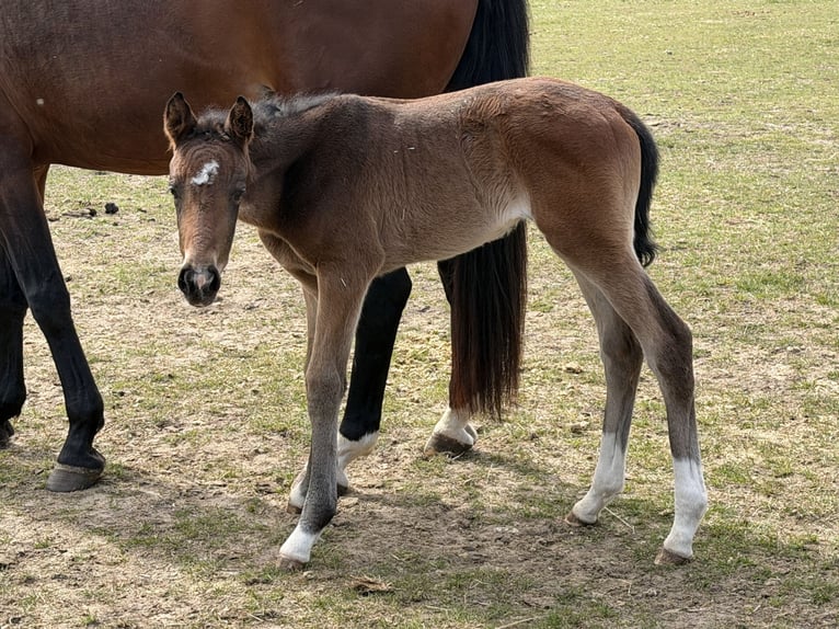 Hannoveriano Yegua Potro (04/2026) 169 cm Castaño in Zdów