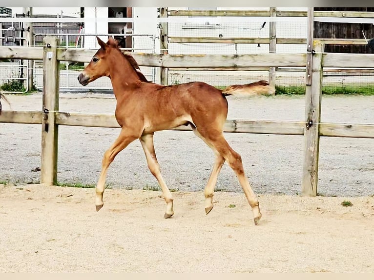 Hannoveriano Yegua Potro (06/2024) 169 cm Musgo in Langenau