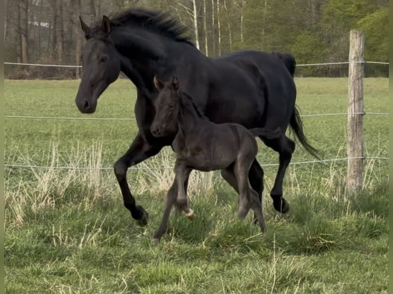 Hannoveriano Yegua  169 cm Negro in Handrup