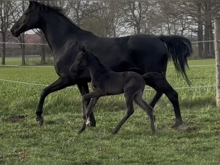 Hannoveriano Yegua  169 cm Negro in Handrup