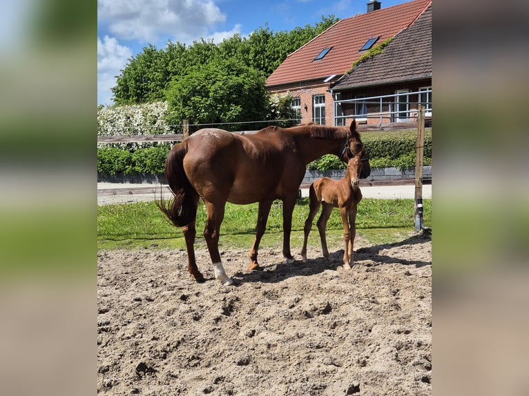 Hannoveriano Yegua Potro (05/2026) 170 cm Alazán in Varel