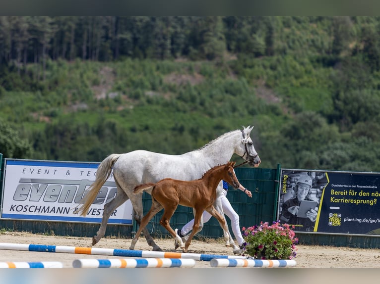 Hannoveriano Yegua Potro (05/2026) 170 cm Alazán in Wipperfürth