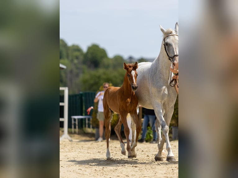 Hannoveriano Yegua Potro (05/2026) 170 cm Alazán in Wipperfürth