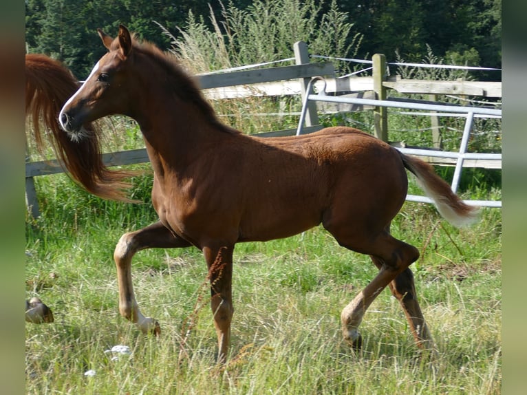 Hannoveriano Yegua Potro (03/2024) 170 cm Alazán-tostado in Greifenstein