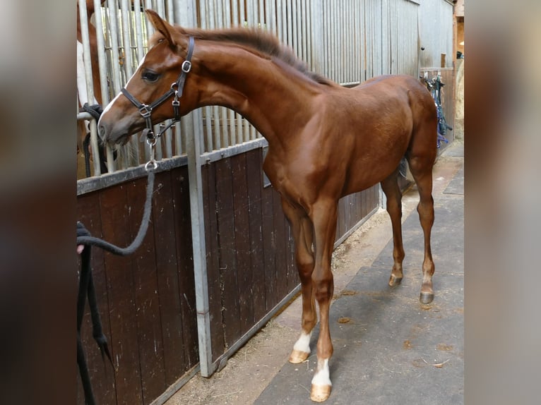 Hannoveriano Yegua Potro (03/2024) 170 cm Alazán-tostado in Greifenstein