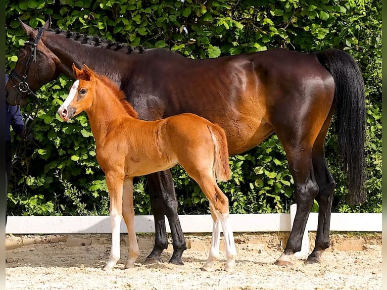 Hannoveriano Yegua  170 cm Alazán-tostado in Oebisfelde
