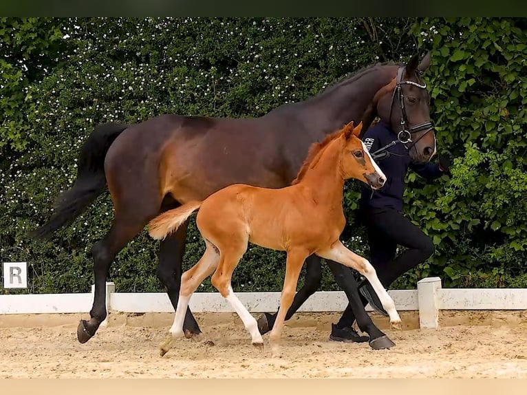 Hannoveriano Yegua  170 cm Alazán-tostado in Oebisfelde
