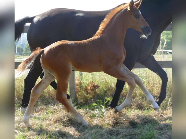 Hannoveriano Yegua Potro (06/2025) 170 cm Alazán-tostado in Greifenstein