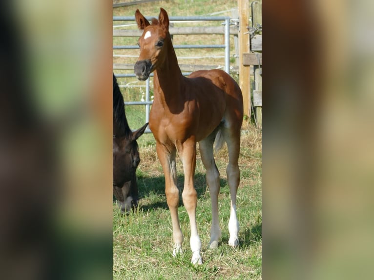 Hannoveriano Yegua Potro (06/2025) 170 cm Alazán-tostado in Greifenstein