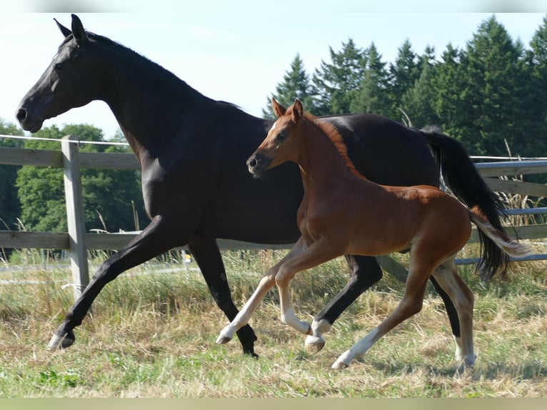 Hannoveriano Yegua Potro (06/2025) 170 cm Alazán-tostado in Greifenstein