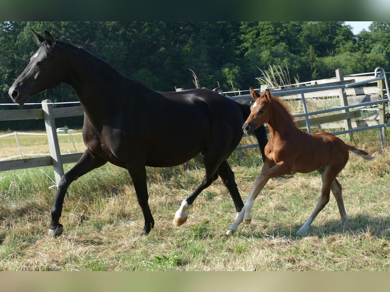 Hannoveriano Yegua Potro (06/2025) 170 cm Alazán-tostado in Greifenstein