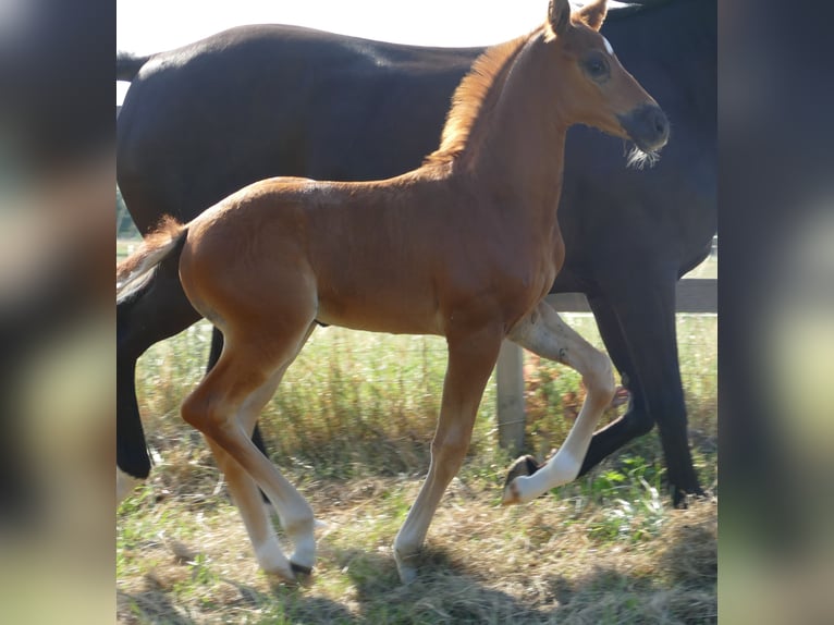 Hannoveriano Yegua Potro (06/2025) 170 cm Alazán-tostado in Greifenstein