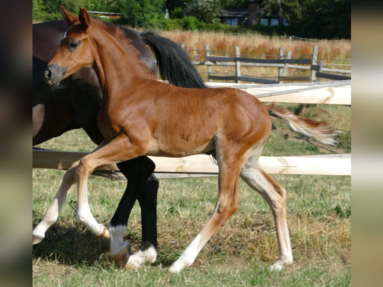 Hannoveriano Yegua Potro (06/2025) 170 cm Alazán-tostado in Greifenstein