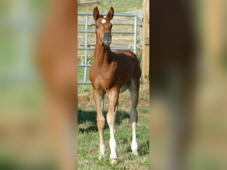 Hannoveriano Yegua Potro (06/2025) 170 cm Alazán-tostado in Greifenstein