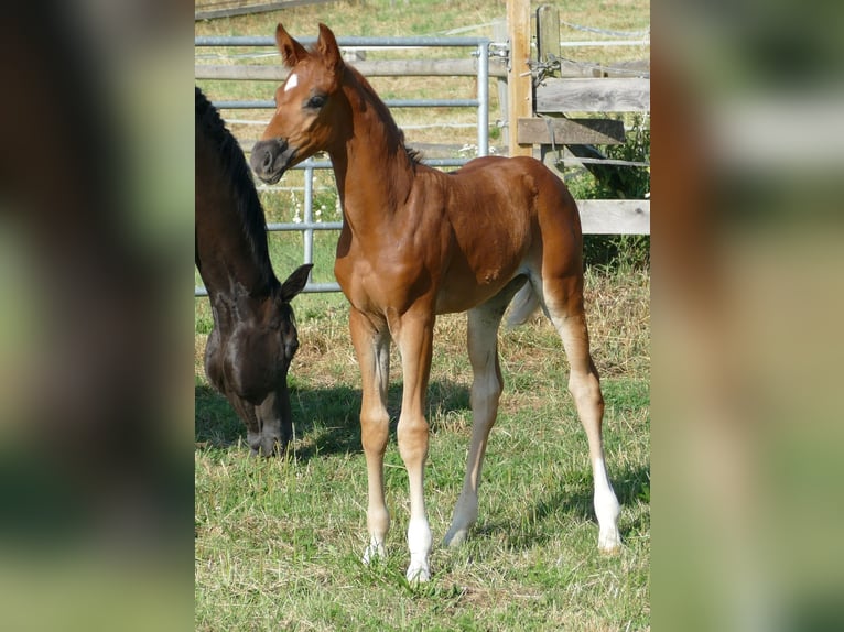 Hannoveriano Yegua Potro (06/2025) 170 cm Alazán-tostado in Greifenstein
