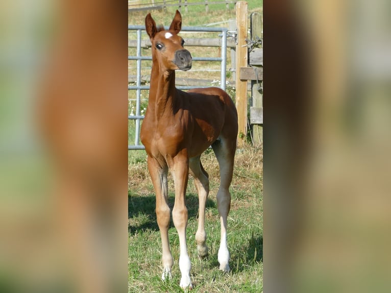 Hannoveriano Yegua Potro (06/2025) 170 cm Alazán-tostado in Greifenstein