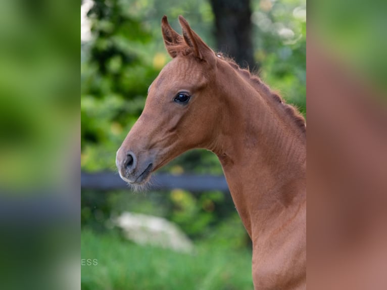 Hannoveriano Yegua Potro (05/2024) 170 cm Alazán-tostado in Gladenbach