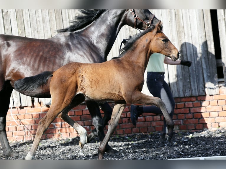 Hannoveriano Yegua Potro (03/2026) 170 cm Castaño in Drochtersen
