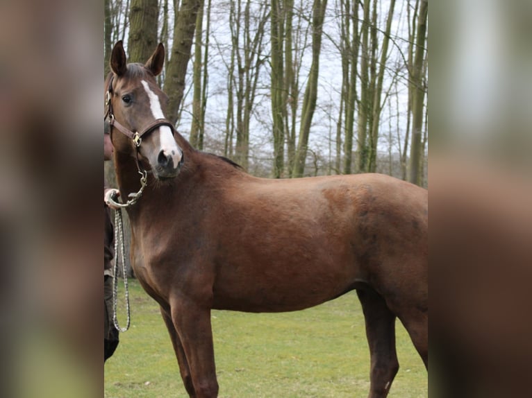 Hannoveriano Yegua  170 cm Castaño in Niederlangen