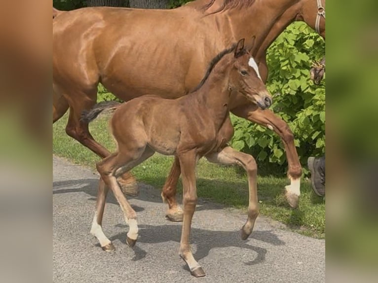 Hannoveriano Yegua Potro (04/2026) 170 cm Castaño in Osterbruch