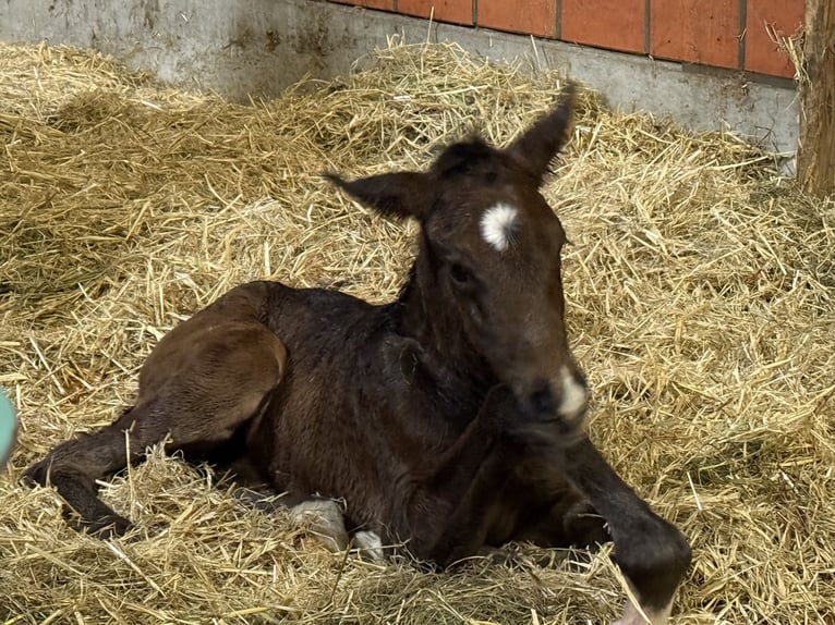 Hannoveriano Yegua Potro (04/2025) 170 cm Castaño oscuro in Langwedel