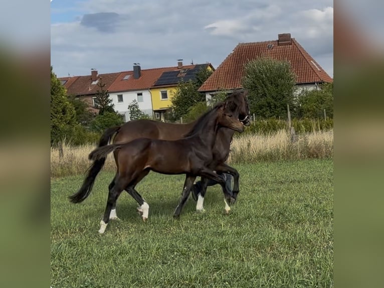 Hannoveriano Yegua Potro (04/2026) 170 cm Castaño oscuro in Velpke