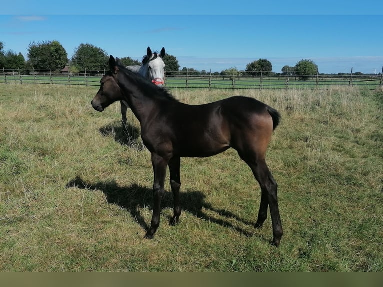 Hannoveriano Yegua Potro (06/2024) 170 cm Castaño oscuro in Kempen