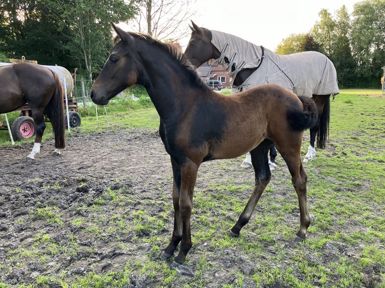 Hannoveriano Yegua Potro (05/2024) 170 cm Morcillo in Großheide