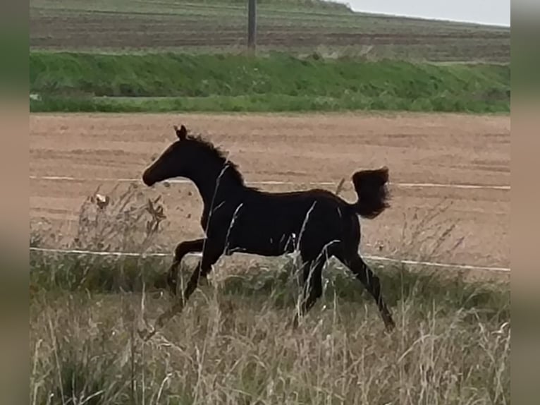 Hannoveriano Yegua Potro (04/2024) 170 cm Morcillo in Mansfeld