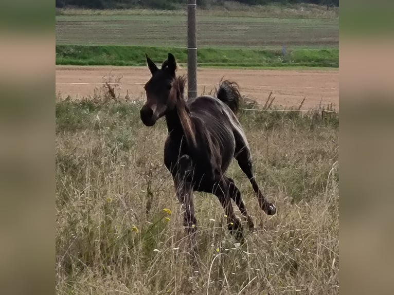 Hannoveriano Yegua Potro (04/2024) 170 cm Morcillo in Mansfeld